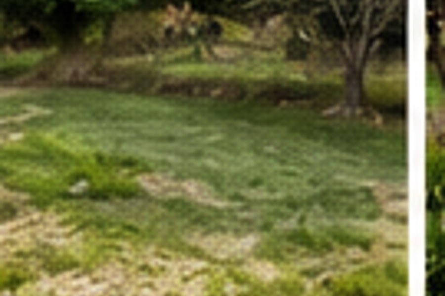 Pond before